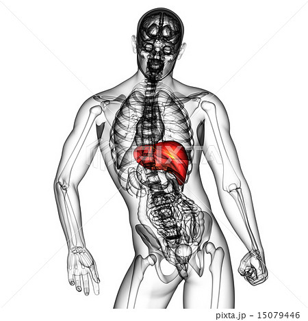 3d render medical illustration of the liver 15079446