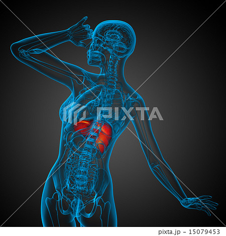 3d render medical illustration of the liver 15079453