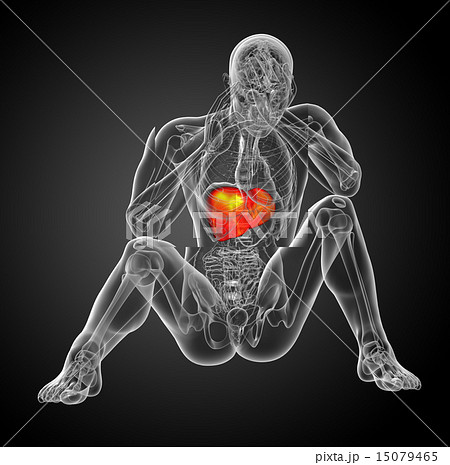 3d render medical illustration of the liver 15079465