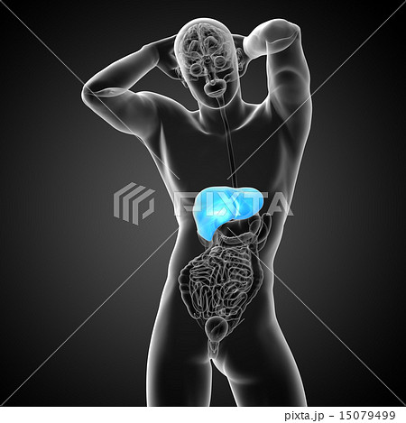 3d render medical illustration of the liver 15079499