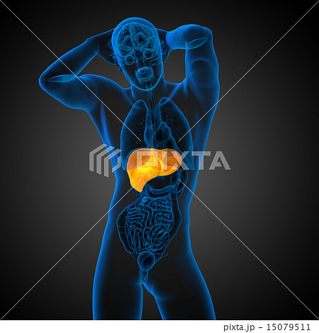 3d render medical illustration of the liver 15079511