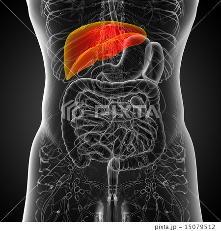 3d render medical illustration of the liver 15079512