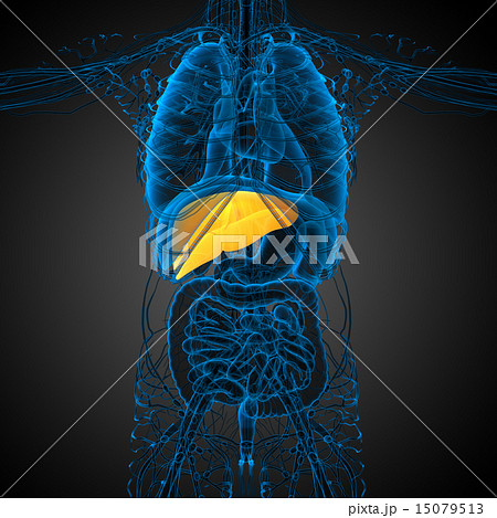 3d render medical illustration of the liver 15079513