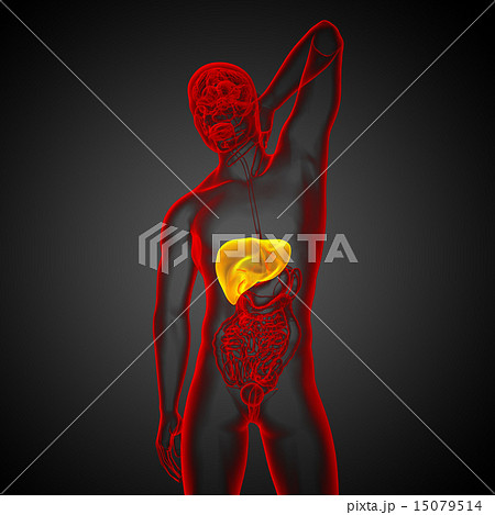 3d render medical illustration of the liver 15079514