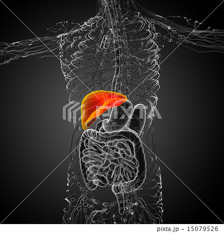 3d render medical illustration of the liver 15079526