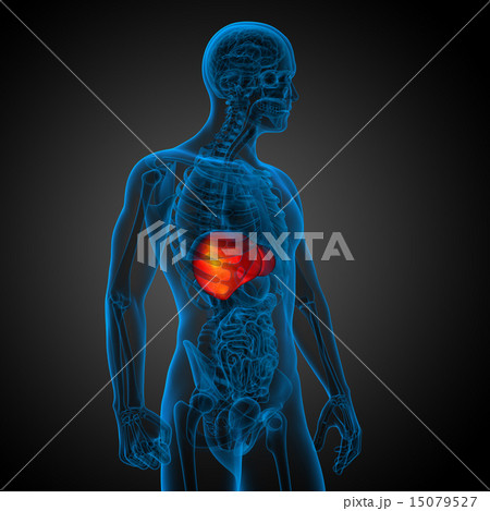 3d render medical illustration of the liver 15079527