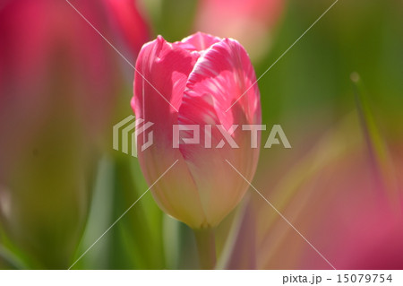 チューリップ 15079754
