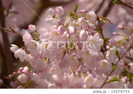 桜 15079755