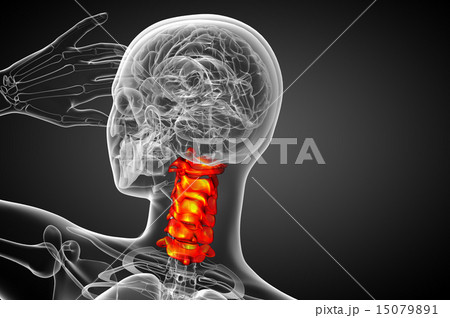 3d render  illustration of the cervical spine 15079891