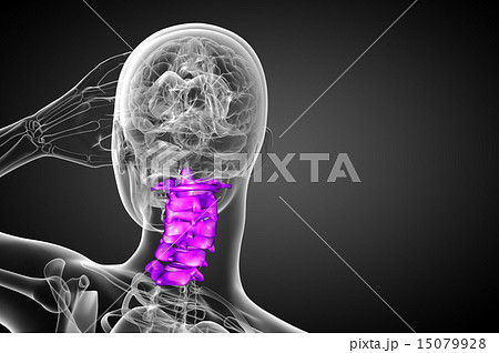 3d render illustration of the cervical spine 15079928