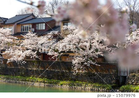 主計町 - 桜 15079976
