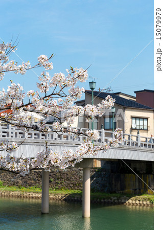主計町 - 桜 15079979