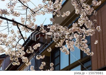 主計町 - 桜 15079981