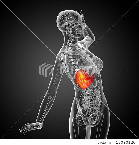 3d render medical illustration of the liver 3d render medical illustration of the liver 15080126