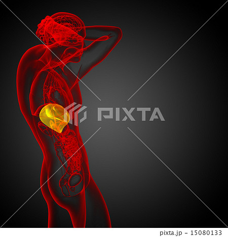 3d render medical illustration of the liver 15080133