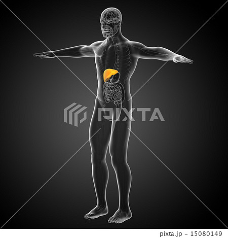 3d render medical illustration of the liver 15080149