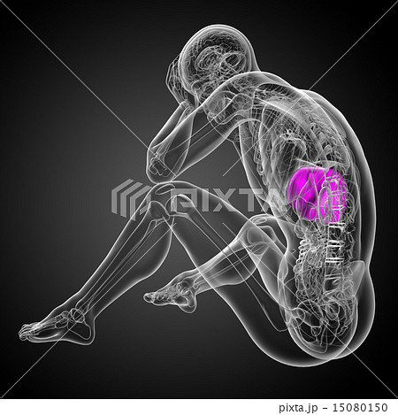 3d render medical illustration of the liver 3d render medical illustration of the liver 15080150