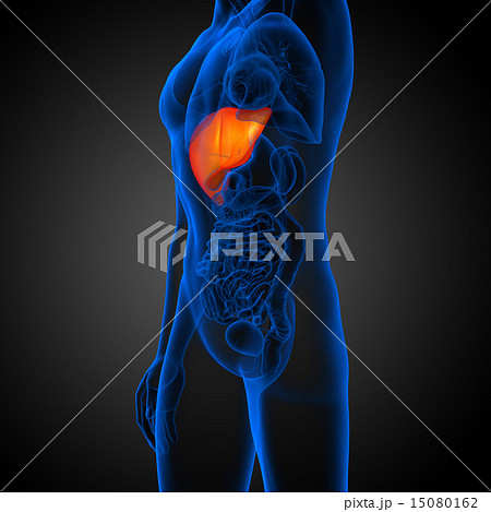 3d render medical illustration of the liver 15080162