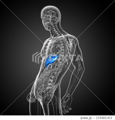 3d render medical illustration of the liver 15080163