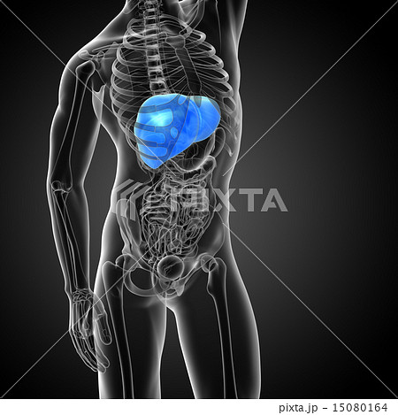 3d render medical illustration of the liver 15080164
