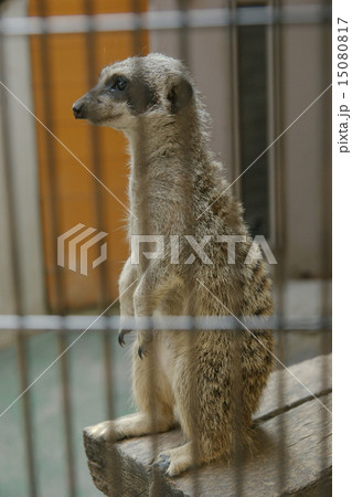 ミーヤキャット 15080817