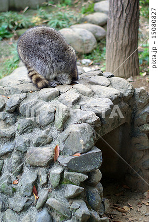 寝ているアライグマ 15080827