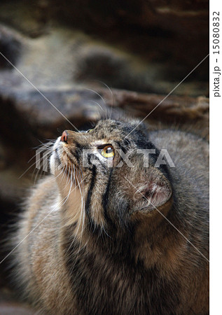見上げるマヌルネコ 見上げるマヌルネコ 15080832
