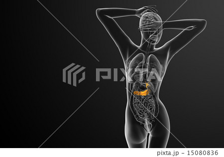 illustration of the gallblader and pancrease illustration of the gallblader and pancrease 15080836
