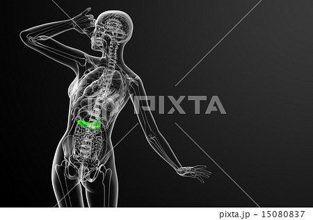 illustration of the gallblader and pancrease illustration of the gallblader and pancrease 15080837