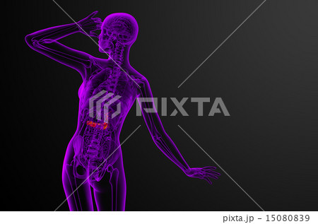 illustration of the gallblader and pancrease illustration of the gallblader and pancrease 15080839