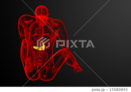 illustration of the gallblader and pancrease illustration of the gallblader and pancrease 15080843