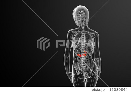 illustration of the gallblader and pancrease illustration of the gallblader and pancrease 15080844
