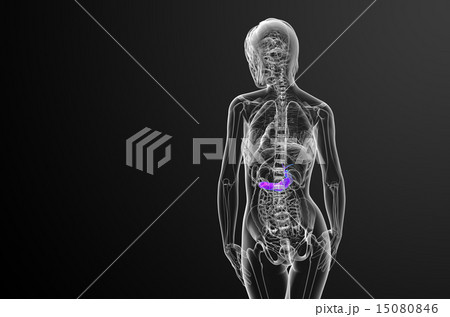 illustration of the gallblader and pancrease illustration of the gallblader and pancrease 15080846