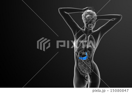 illustration of the gallblader and pancrease 15080847