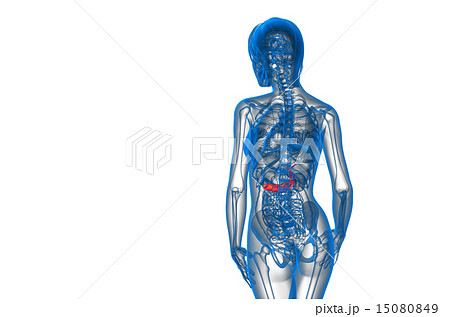 illustration of the gallblader and pancrease 15080849