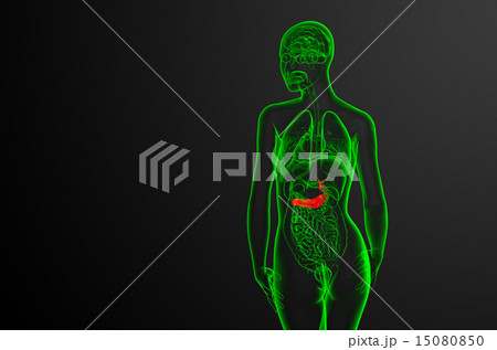 illustration of the gallblader and pancrease illustration of the gallblader and pancrease 15080850