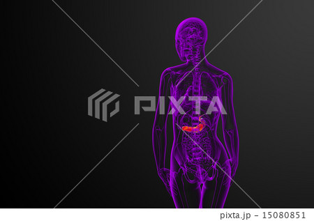 illustration of the gallblader and pancrease 15080851