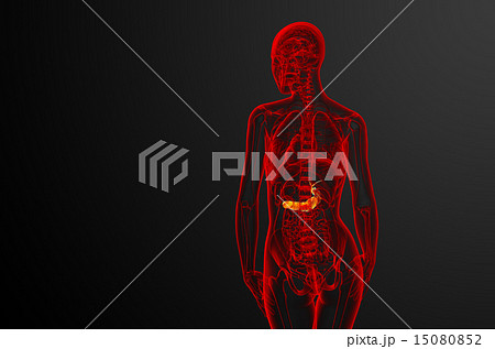 illustration of the gallblader and pancrease illustration of the gallblader and pancrease 15080852