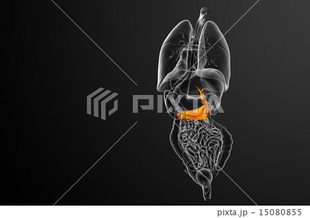 illustration of the gallblader and pancrease illustration of the gallblader and pancrease 15080855