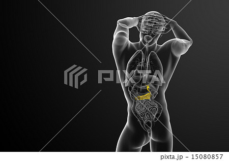 illustration of the gallblader and pancrease illustration of the gallblader and pancrease 15080857