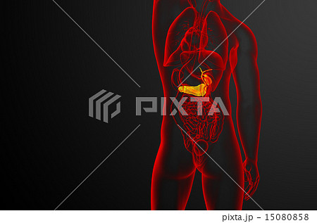 illustration of the gallblader and pancrease 15080858