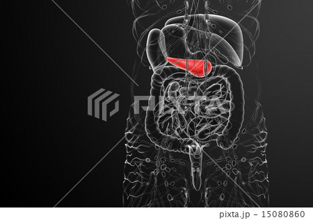 illustration of the gallblader and pancrease illustration of the gallblader and pancrease 15080860