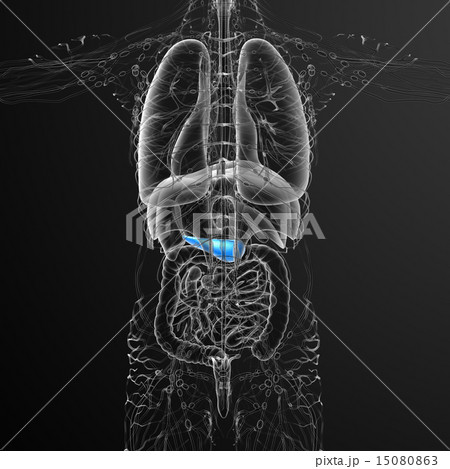 illustration of the gallblader and pancrease 15080863