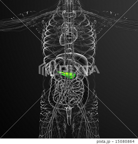 illustration of the gallblader and pancrease illustration of the gallblader and pancrease 15080864