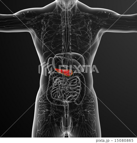 illustration of the gallblader and pancrease 15080865
