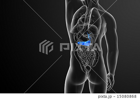 illustration of the gallblader and pancrease illustration of the gallblader and pancrease 15080868