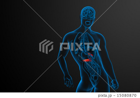 illustration of the gallblader and pancrease illustration of the gallblader and pancrease 15080870
