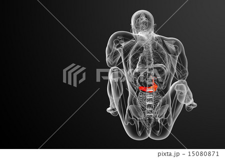 illustration of the gallblader and pancrease illustration of the gallblader and pancrease 15080871