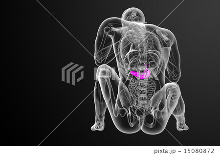 illustration of the gallblader and pancrease illustration of the gallblader and pancrease 15080872