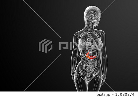 illustration of the gallblader and pancrease 15080874